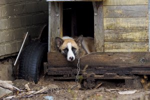 Pasakė, ko trūksta naujame Vyriausybės plane dėl gyvūnų gerovės: siūlo 5 punktus, kurie galėtų viską pakeisti