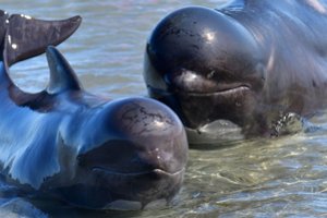 Naujojoje Zelandijoje išgelbėti 28 ant seklumos įstrigę delfinai, mažiausiai 15 nugaišo
