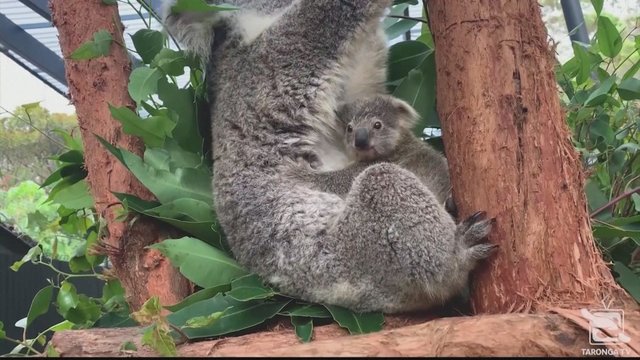 Sidnėjaus zoologijos sode pasirodė pirmasis koalos mažylis per visus metus: tiesiog pakeri mielumu