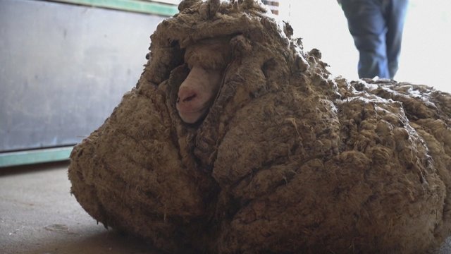 Miškuose klaidžiojusi avis šokiravo: kone metus nekirpta vilna svėrė daugiau nei 35 kilogramus