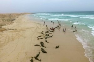Siaubinga nelaimė netoli Mozambiko krantų: paslaptingai žuvo 111 delfinų
