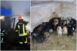 Po gaisro – brangių šunų ir kačių lavonai: veislyno šeimininkas nesuvaldė ašarų