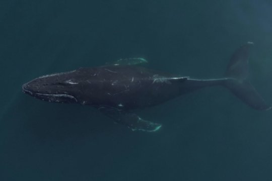 Gamtininkus pasitiko neeilinis reginys – banginis atplaukė prie valties „pasisveikinti“