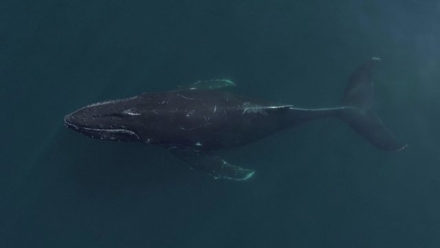 Gamtininkus pasitiko neeilinis reginys – banginis atplaukė prie valties „pasisveikinti“