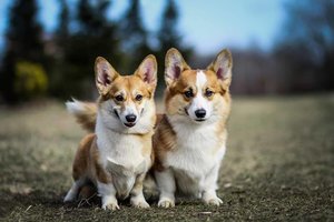 Pasaulį pavergę karališkieji korgiai pembrukai ir beveik identiški kardiganai: ar žinote, kuris yra kuris?