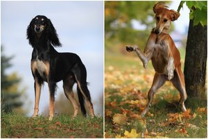 Viena paslaptingiausių šunų veislių, kuri negalėjo būti perkama ar parduodama – ypatingieji saliukiai