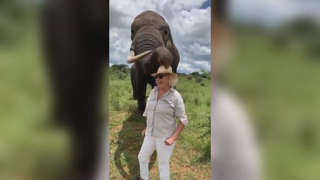 Turistus juokina charizmatiškasis dramblys – nugvelbęs kepurę stovi lyg niekur nieko