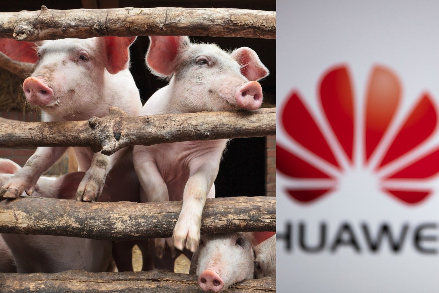  „Huawei“ susiduriant su stipriomis sankcijomis prekybai išmaniaisiais telefonais, kompanija atsigręžia į kiaulininkystės technologijas.<br> 123rf nuotr.