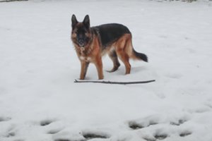 Kaimyno vokiečių aviganį žiauriai nužudęs klaipėdietis ir pats gailestingumo nesulaukė