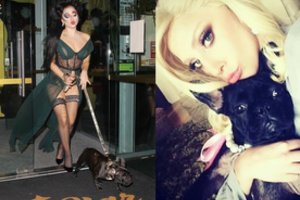 Lady Gagos siaubas: Holivude šauta į jos šunų prižiūrėtoją, augintiniai – pavogti