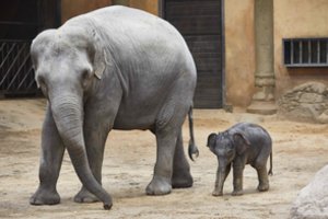 Tragedija zoologijos sode Ispanijoje: dramblio patelė netyčia užmušė žmogų