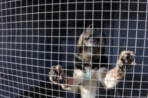 Po gyvūnų gerovės skandalo – baudos kėdainiečiams