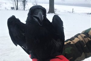 Į ornitologų rankas Ventėje pateko ypatingas paukštis: per daugiau nei 20 metų – vos 15 tokių sparnuočių