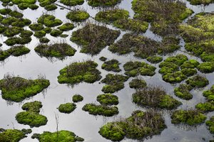 Aimanavo du dešimtmečius, kol savo pasiekė – jau turi nuotekų dumblo pirkėjų 