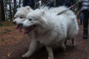 Pigiai samojedų veislės šuniuką nusipirkti norėjusiai suvalkietei skaudžiai atsirūgo