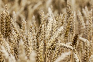 Grūdų eksportas sausį – 3,4 karto didesnis nei prieš metus