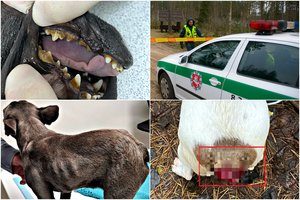 Pragarą Jonavos rajono veisykloje patyrusių šunų likimas – dar neaiškus, ginčai verda teismuose