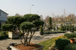 Jūsų kiemo kraštovaizdžio dizainas: kada verta kreiptis į specialistus, o kada nebūtina 