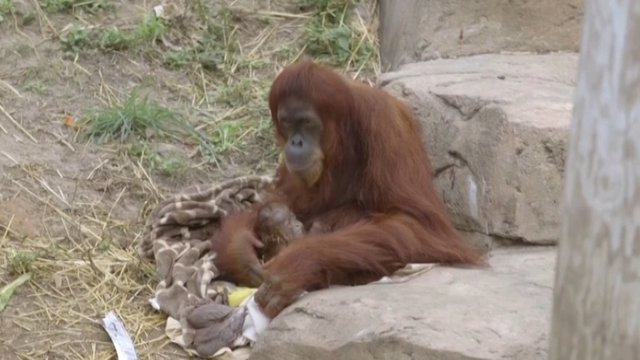 Netikėta staigmena zoologijos sode: gimė kritiškai nykstančios rūšies orangutanas