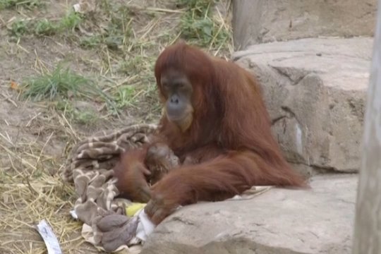 Netikėta staigmena zoologijos sode: gimė kritiškai nykstančios rūšies orangutanas