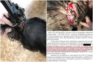 Sukrečiantis žiaurumas Pakruojo r.: už sužaloto šuns būklę dar labiau pribloškė veterinaro išvada