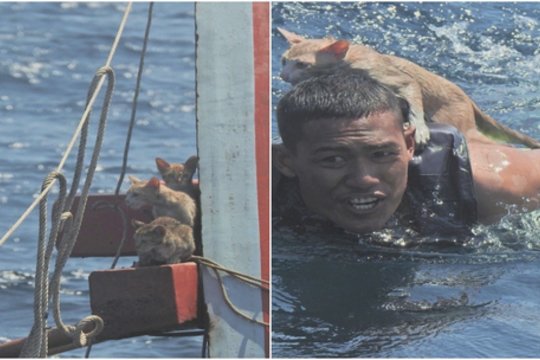 Abejingų nepaliks: jūrų laivyno pareigūnai iš skęstančio laivo išgelbėjo 4 kates