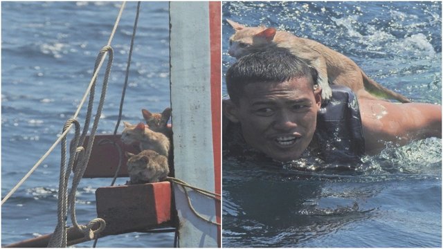 Abejingų nepaliks: jūrų laivyno pareigūnai iš skęstančio laivo išgelbėjo 4 kates