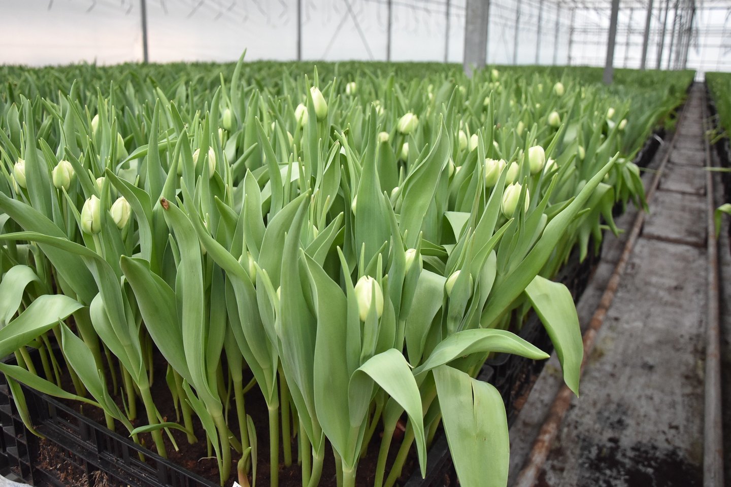 A.Žemaičio ūkyje kasmet užauginama apie milijoną tulpių.<br> A.Srėbalienės nuotr. 