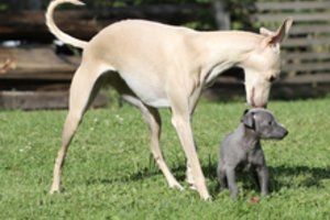 Perspėja dėl mažų ir mielų šunelių: gali apvogti net nosimi atsidarę rankinės užtrauktuką