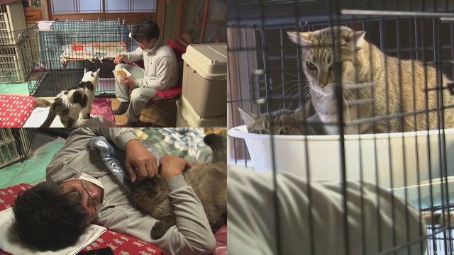 Neįprastas pašaukimas – žmogus gyvena su 41 kate ir rūpinasi beglobiais gyvūnais beveik ištuštėjusiame Fukušimos mieste