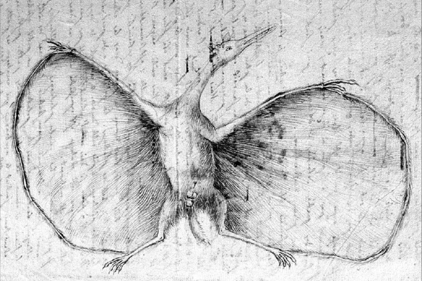  Pirmasis mokslinis pterozauro atvaizdas. Johano Germano piešinys, 1800 m.<br>Johano Germano pieš.