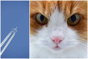 Vos pakilus lėktuvui pilotų kabinoje prasidėjo visiška velniava, kurią sukėlė įsiutęs katinas