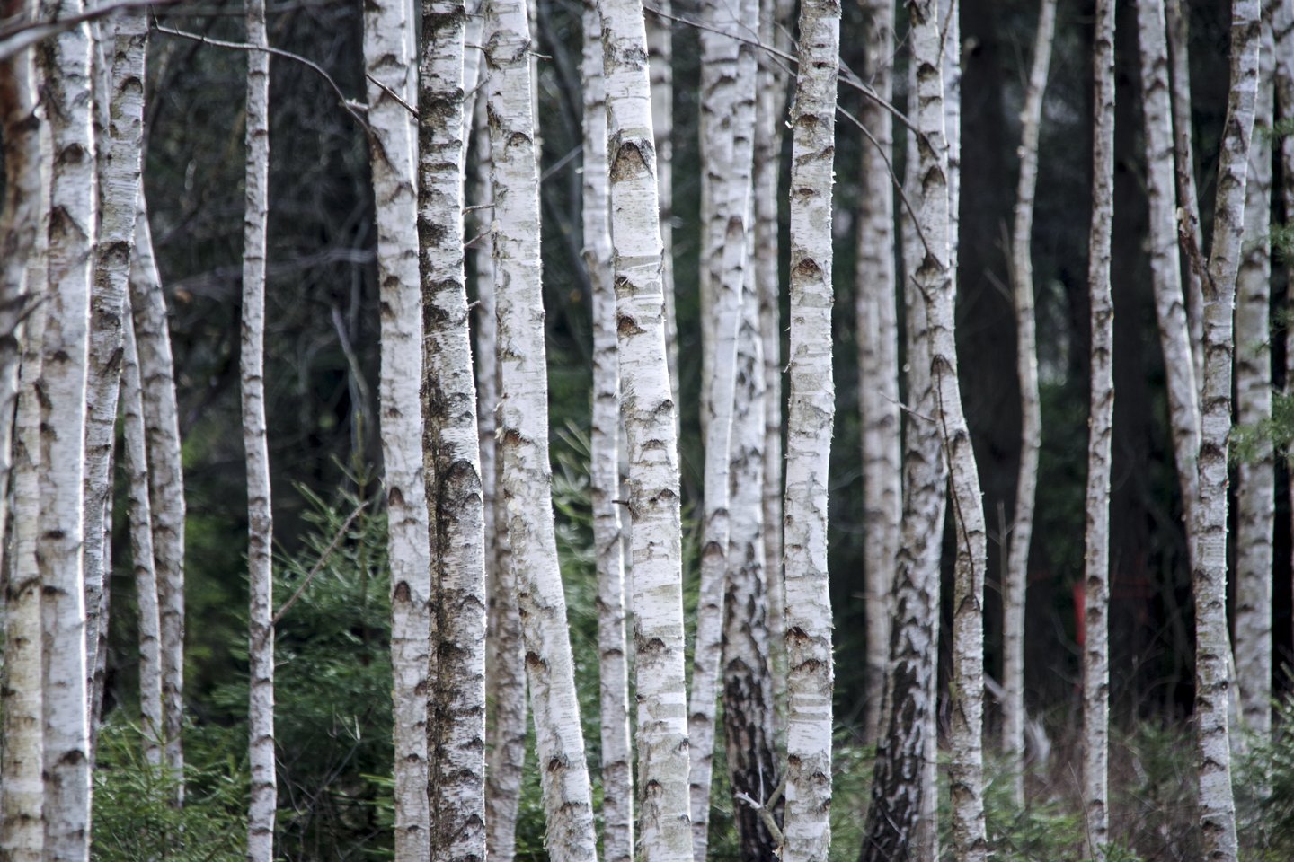  Miške tiūsusį medkirtį pražudė ant jo užvirtęs medis.<br> V.Ščiavinsko asociatyvi nuotrauka