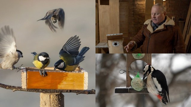 Ornitologo patarimai norintiems kelti inkilus zylėms: į ką atkreipti dėmesį ir kuo pavojingi geniai