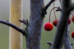 Sode žiemą pasidarbavo graužikai ir žievė aplink vaismedžių kamieną pažeista – augalus dar galite išgelbėti 