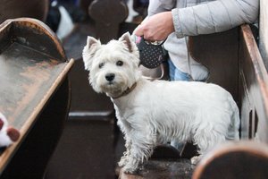 Žiaurus ir pelningas daugintojų verslas. Ar gyvūnų veisyklų skandalas kažko mus išmokė?