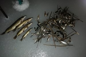 Molėtų rajone nuo pareigūnų sprukęs brakonierius dėl keturių lydekų šoko į vandenį