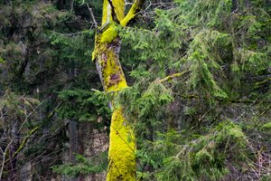 Metus gyvuojantis „Sengirės fondas“ atskleidė Lietuvos žmonių gerumą: padovanojo net miško sklypus