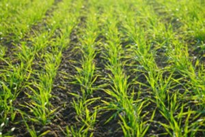 Ekologiškų produktų rinka kasmet auga