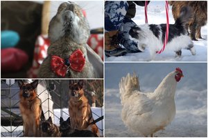 Dresuotojai iš Jonavos r. paklūsta ne tik 5 šunys, bet ir 2 katės bei išgelbėtas triušis ir višta