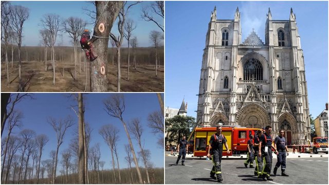 Paryžiaus Dievo Motinos katedros smailei atstatyti naudos šimtamečius ąžuolus