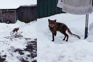 Trikojė lapė pašiurpino Kėdainių rajono gyventojus: gelbėjosi nuo bado, bet gavo tik kulką 