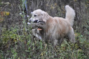 Žaibišką karjerą „padariusi“ šunų veislė: medžioklinis paukštšunis, kuris tapo visų draugu
