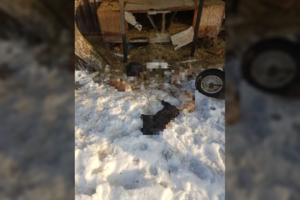 Viešvilės klebonas savo ūkyje išvydo kraupų vaizdą: 9 augintiniai negyvi, pradžioje įtarė šunis