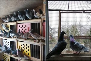 Balandininkų Sudeikių „ūkis“: 200 balandžių ir tiek pat bičių šeimų