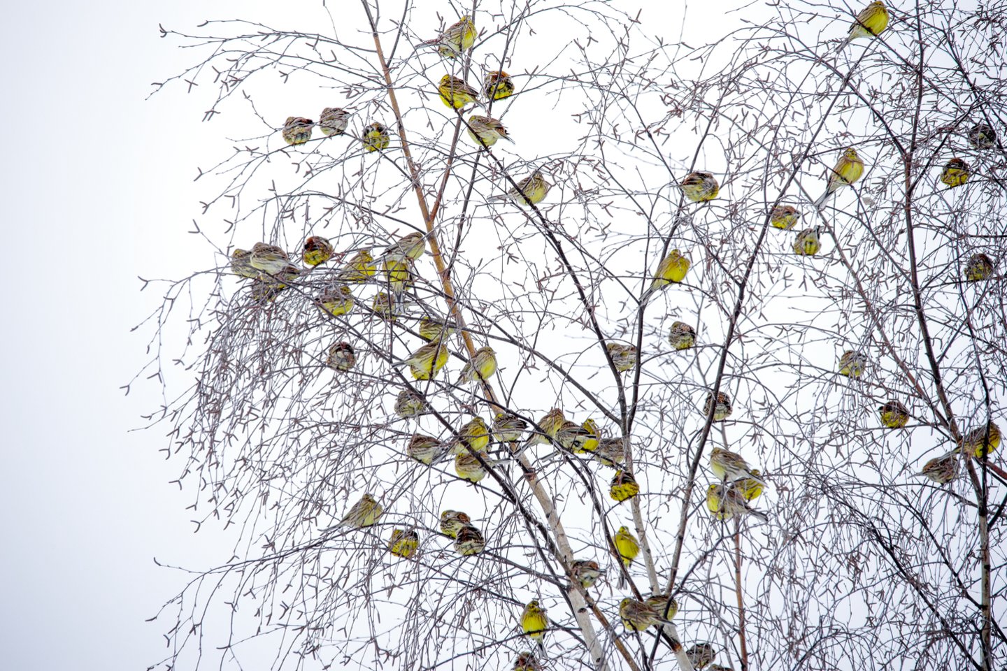  Nuo senovės kovo 10-ąją Lietuvoje švenčiama keturiasdešimties paukščių diena, simbolizuojantis paukščių parskridimas.<br>V.Ščiavinsko nuotr.