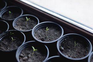 Teisinga pomidorų sėja garantuos gerą derlių: 4 paprasti, bet svarbiausi patarimai