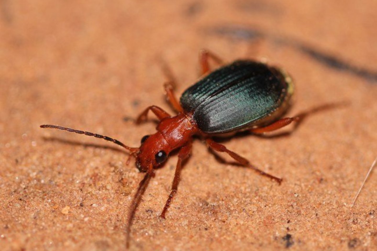 Bombožygis (Carabidae).<br>elderkpope/flickr.com nuotr.