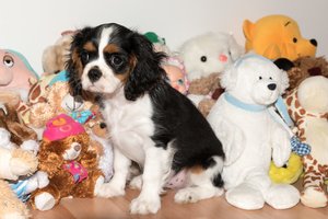 Pigiai veislinį šunytį panorusi įsigyti emigrantė skaudžiai nudegė