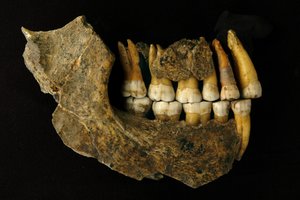 Tyrimas atskleidė netikėtą faktą apie neandertaliečius Europoje